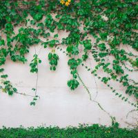 Can Vines Damage Stucco?